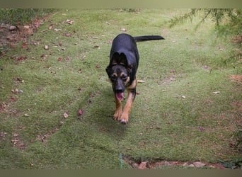 Thila sucht ein Zuhause