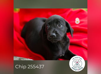 Chip 255437 sucht ein Zuhause