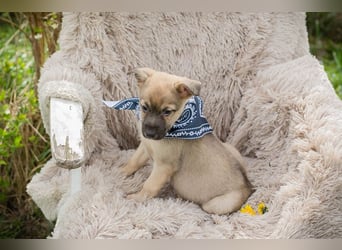 Jamie sucht ein Zuhause