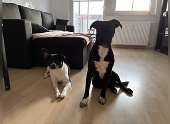 Piet sucht ein zu Hause