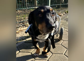 Sidney: Ein Wunder auf vier Pfoten