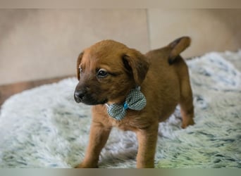 Dinero sucht ein Zuhause