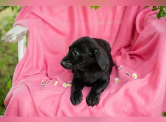 Chip 257531 sucht ein Zuhause