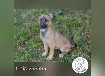 Chip 258583 sucht ein Zuhause