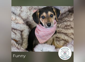 Funny: Hundekind sucht ein Zuhause