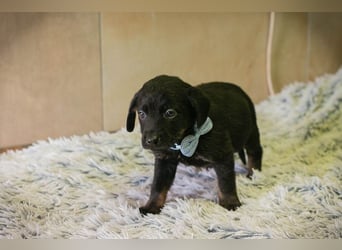 Baghira sucht ein Zuhause