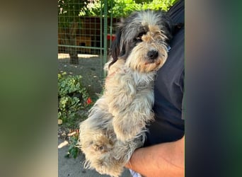 Zira sucht ein Zuhause