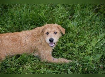 Chip 274819 sucht ein Zuhause