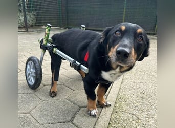 Sidney: Ein Wunder auf vier Pfoten