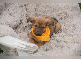 Chip 271439 sucht ein Zuhause