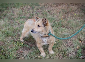 Chip 269113 sucht ein Zuhause
