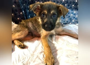 Chip 284004 sucht ein Zuhause