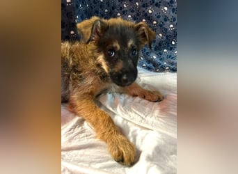Chip 284004 sucht ein Zuhause