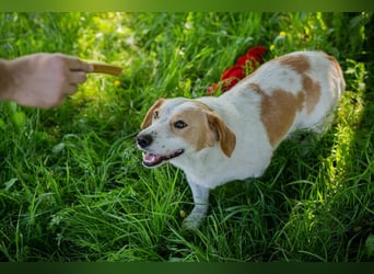 Biscuit sucht ein Zuhause