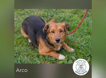 Arco sucht ein Zuhause