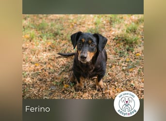 Ferino 289995 sucht ein zu Hause