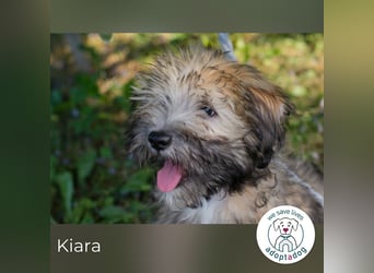 Kiara sucht ein Zuhause