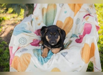 Chip 271308 sucht ein Zuhause