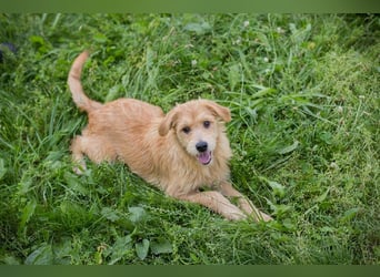 Chip 274819 sucht ein Zuhause