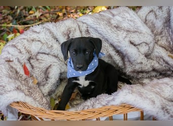 Chip 256873: Hundekind sucht ein Zuhause