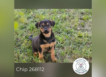 Chip 268112 sucht ein Zuhause