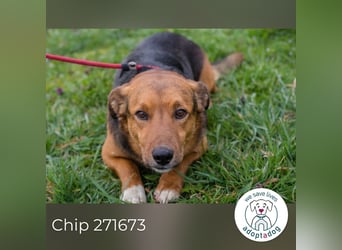 Chip 271673 sucht ein Zuhause