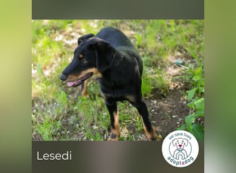 Lesedi sucht ein Zuhause