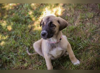 Chip 284176 sucht ein Zuhause