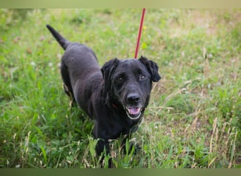 Chip 255190 sucht ein Zuhause