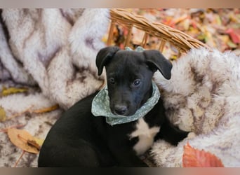 Milo II: Hundekind sucht ein Zuhause