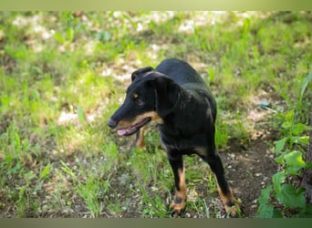 Lesedi sucht ein Zuhause