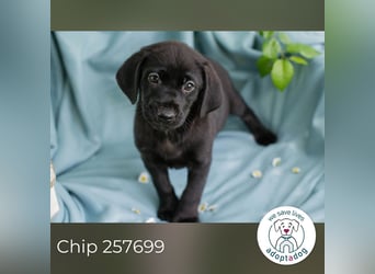 Chip 257699 sucht ein Zuhause