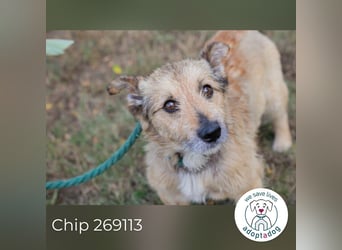 Chip 269113 sucht ein Zuhause
