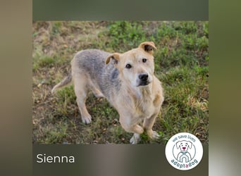 Sienna 2169668 sucht ein zu Hause