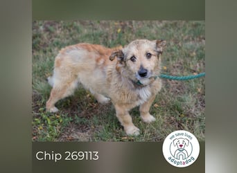 Chip 269113 sucht ein Zuhause