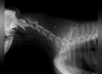Sidney: Ein Wunder auf vier Pfoten