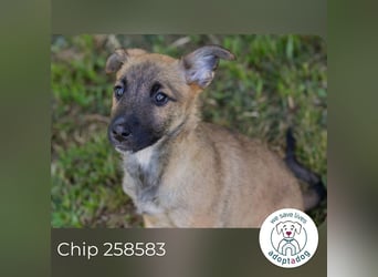 Chip 258583 sucht ein Zuhause