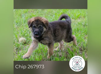 Chip 267973 sucht ein Zuhause