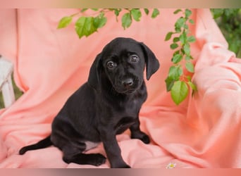 Chip 268167 sucht ein Zuhause