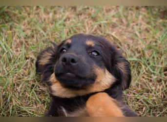 Ronja sucht ein Zuhause