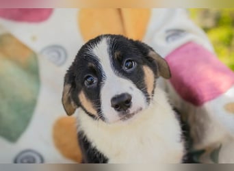 Mirco sucht ein Zuhause