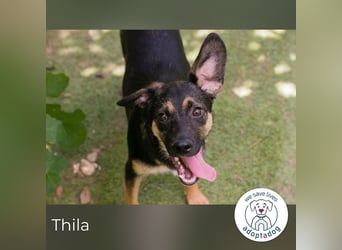 Thila sucht ein Zuhause