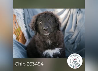 Chip 263454 sucht ein Zuhause