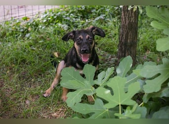 Thila sucht ein Zuhause