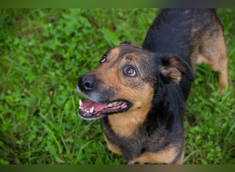 Chip 291029 sucht ein Zuhause
