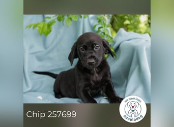 Chip 257699 sucht ein Zuhause