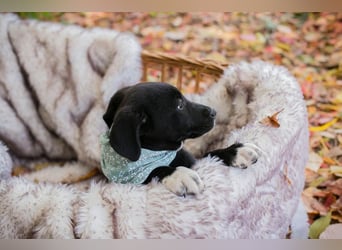 Milo II: Hundekind sucht ein Zuhause