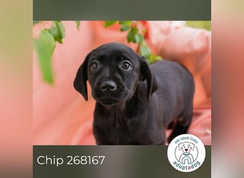 Chip 268167 sucht ein Zuhause