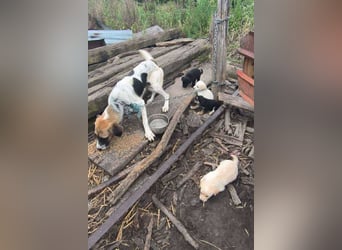 Funny: Hundekind sucht ein Zuhause