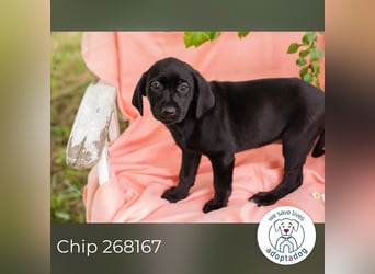 Chip 268167 sucht ein Zuhause